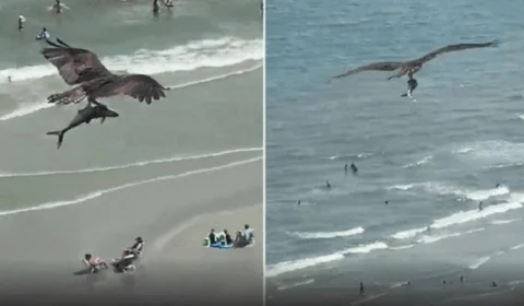 Águia é registrada em vídeo pescando tubarão em praia dos EUA; uma pessoa do 17º andar de prédio filmou
