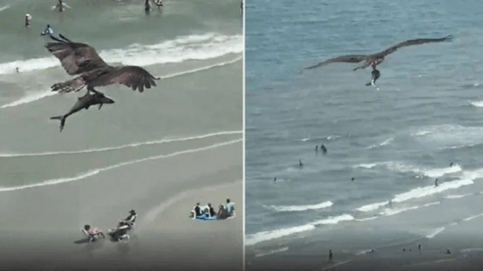 Águia é registrada em vídeo pescando tubarão em praia dos EUA; uma pessoa do 17º andar de prédio filmou