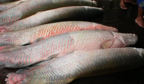 Pescadores de Maraã produzem mais de 9 mil toneladas de pescado por ano
