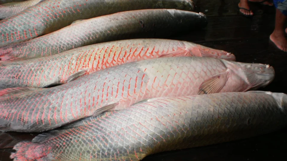 Pescadores de Maraã produzem mais de 9 mil toneladas de pescado por ano