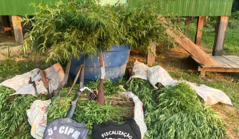 Polícia Militar apreende quase 1000 pés de maconha e armas em Boca do Acre