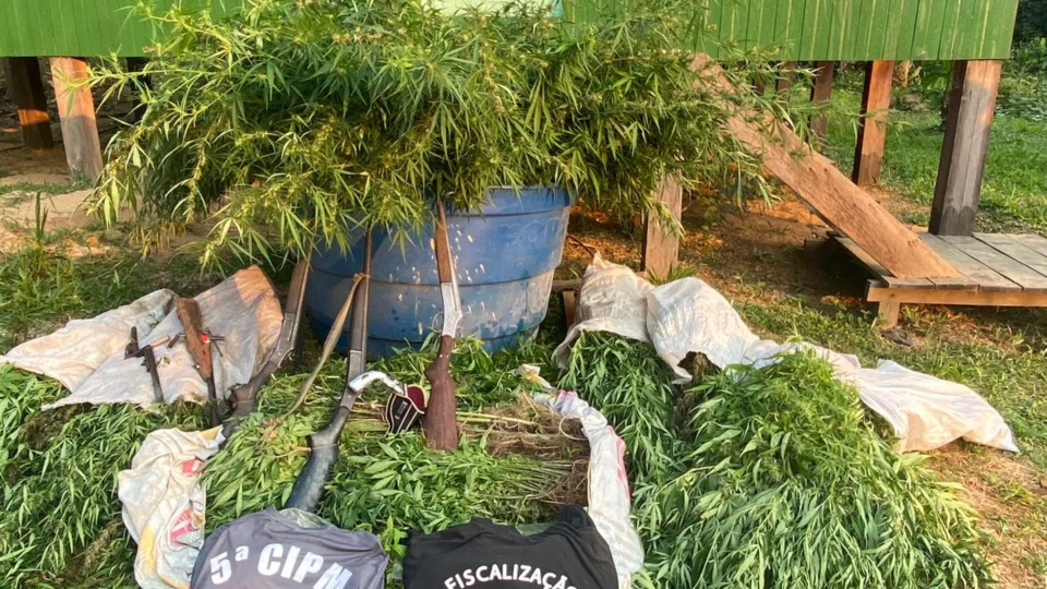 Polícia Militar apreende quase 1000 pés de maconha e armas em Boca do Acre