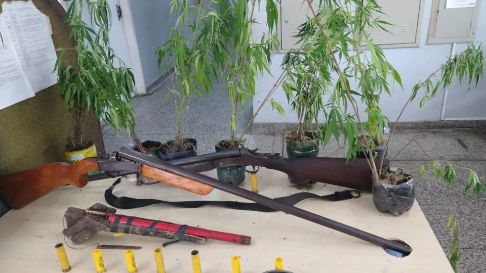 PM descobre plantação de maconha, prende suspeito e apreende armas em ramal na BR-174