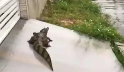 Homem flagra jacaré na porta da casa do vizinho