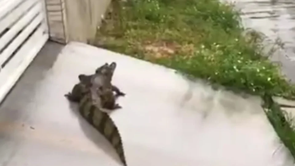 Homem flagra jacaré na porta da casa do vizinho