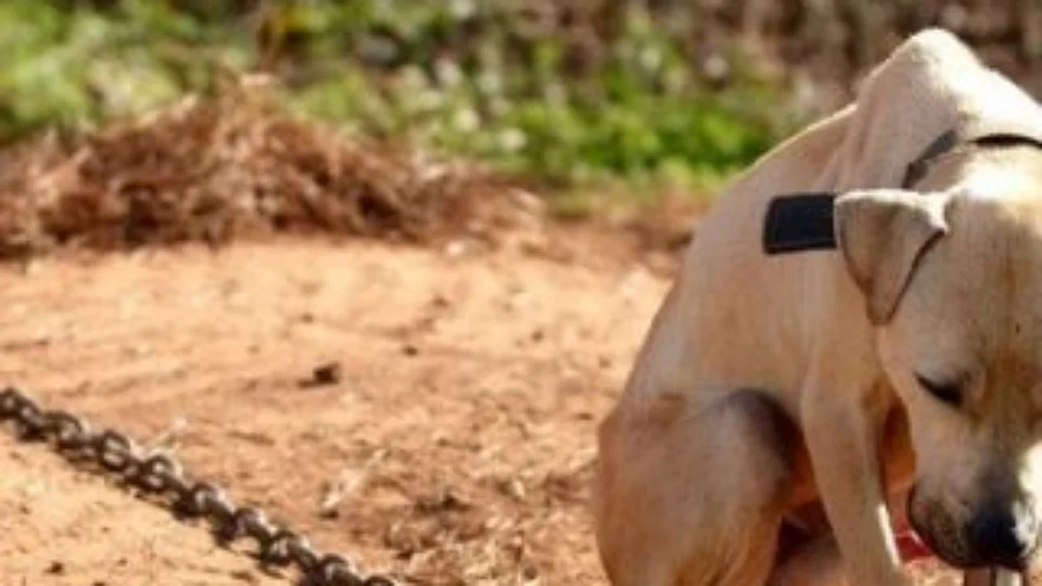 Em Manaus, polícias registram um caso de maus-tratos contra animais por dia