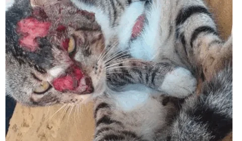 Moradores dizem que gatos estão sendo torturados, no Bairro da Glória