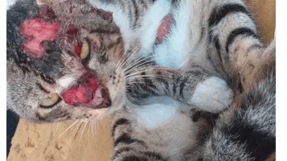 Moradores dizem que gatos estão sendo torturados, no Bairro da Glória