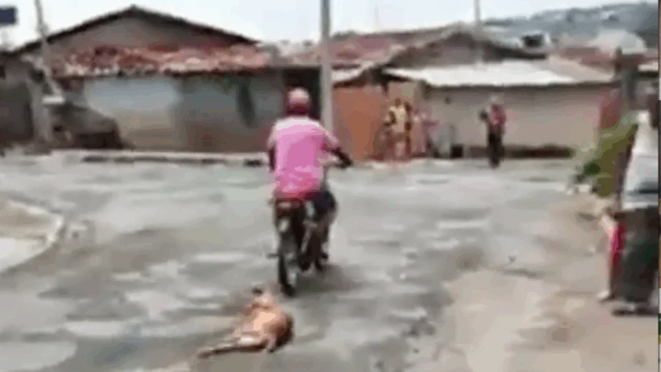 Cachorro morre ao ser agredido e arrastado em motocicleta; suspeito é preso