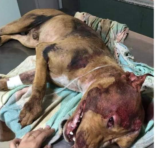 Cachorro morre ao ser agredido e arrastado em motocicleta; suspeito é preso