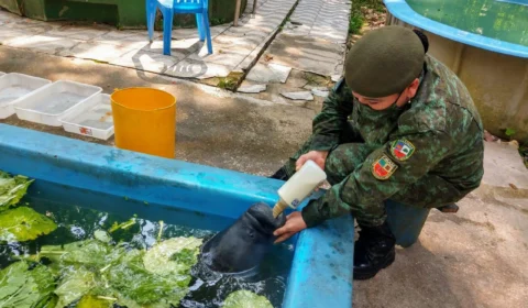 Filhote de peixe-boi é resgatado em comunidade no Rio Amazonas