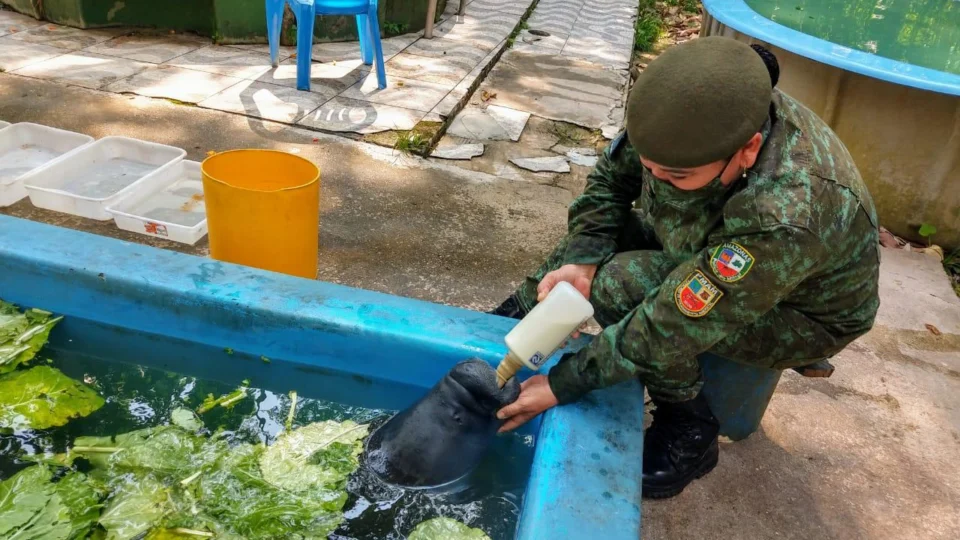 Filhote de peixe-boi é resgatado em comunidade no Rio Amazonas