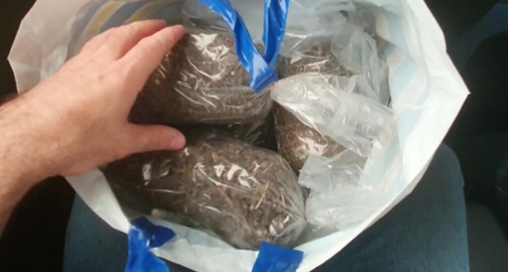 Homem é preso preparando mais de 10 Kg de maconha em casa, na Compensa