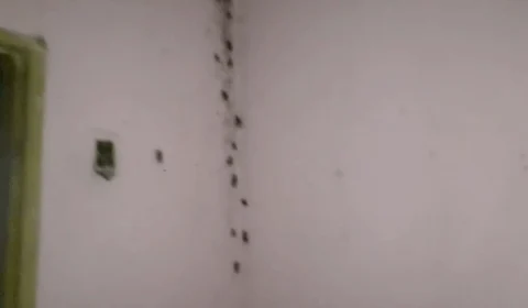 VEJA – Vídeos mostram cestas básicas guardadas em quarto com baratas, em Codajás