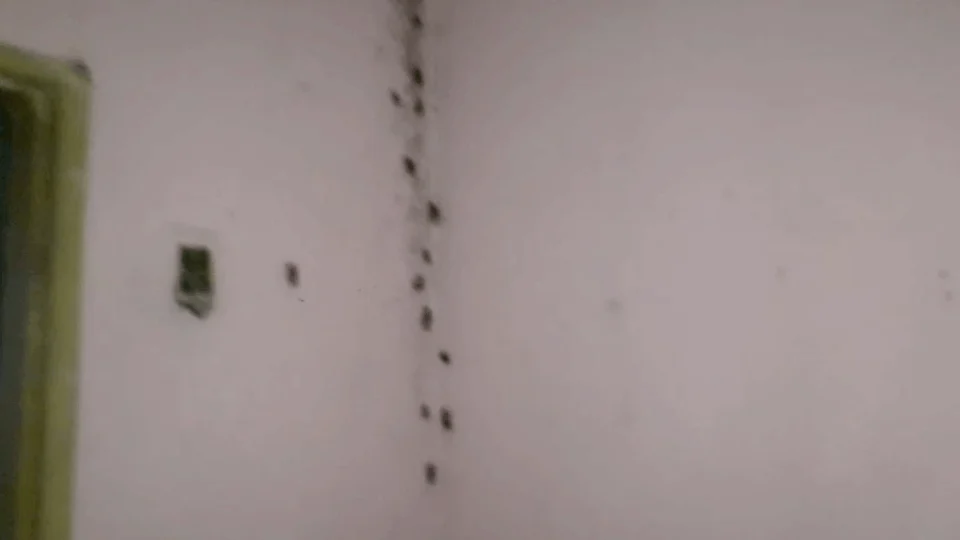 VEJA – Vídeos mostram cestas básicas guardadas em quarto com baratas, em Codajás