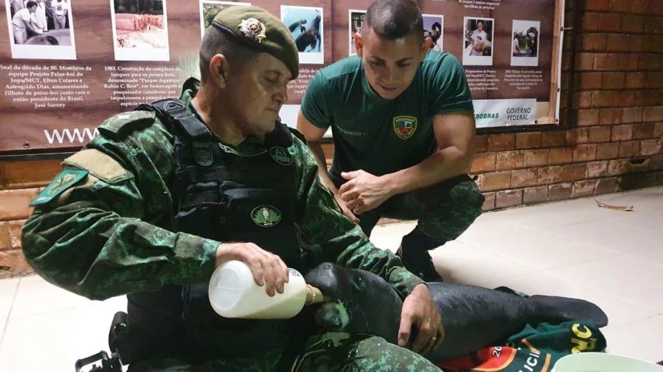 VIDEO! Filhote de peixe-boi é resgatado em Manacapuru