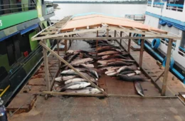 Base Arpão apreende cinco toneladas de pirarucu ilegal em Coari