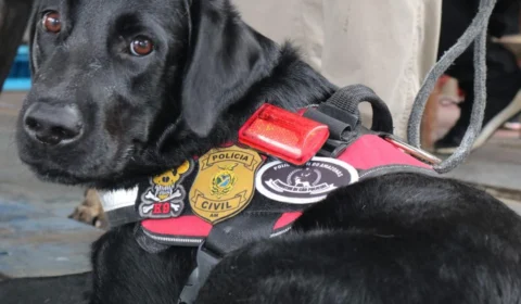 Cães policiais recebem treinamento para aprimorar buscas por desaparecidos e faro de armas e drogas