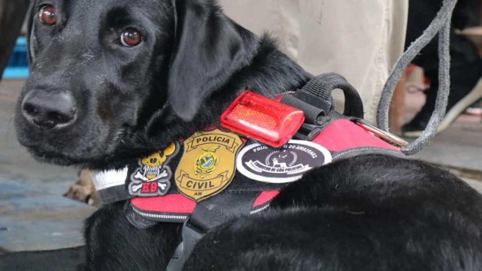 Cães policiais recebem treinamento para aprimorar buscas por desaparecidos e faro de armas e drogas