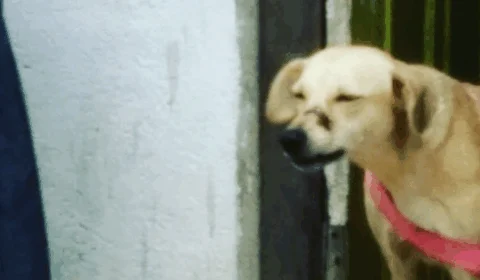 Após dar terçadada em focinho de cadela, homem é indicado por maus-tratos a animais