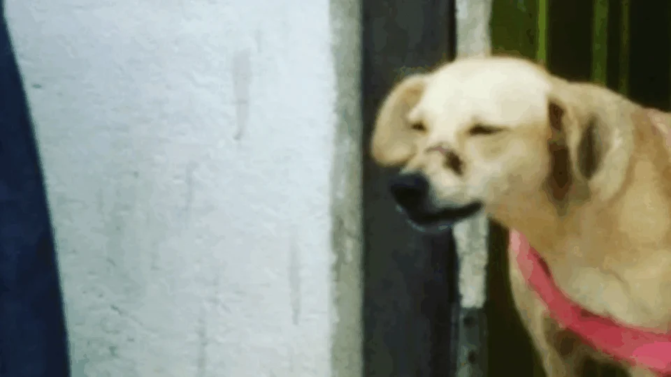 Após dar terçadada em focinho de cadela, homem é indicado por maus-tratos a animais