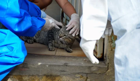 Manaus registra mais 14 novos casos de esporotricose animal