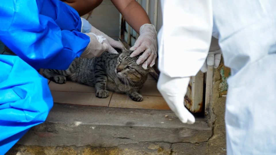 Manaus registra mais 14 novos casos de esporotricose animal