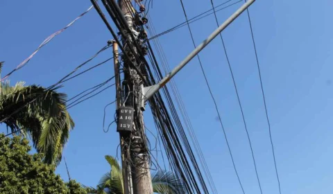Homem morre eletrocutado após subir em árvore para tentar salvar pássaro