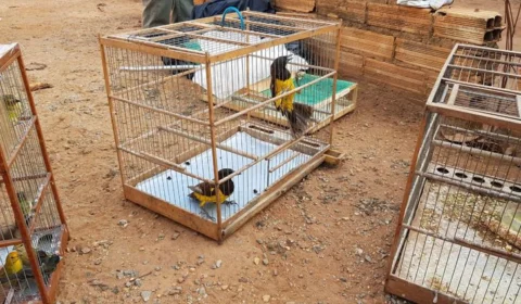 PF prende um dos principais traficantes de animais silvestres do país