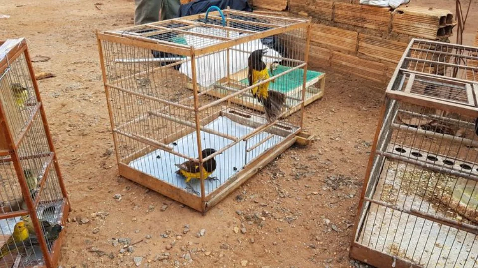 PF prende um dos principais traficantes de animais silvestres do país