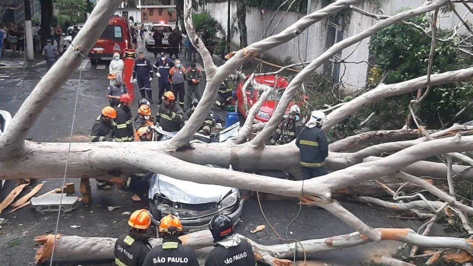 Queda de árvore mata mulher atingida dentro de carro em São Paulo