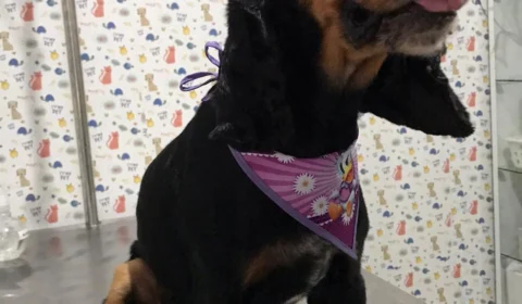 Família pede ajuda para encontrar cachorra roubada de casa em Manaus