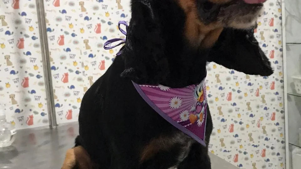 Família pede ajuda para encontrar cachorra roubada de casa em Manaus