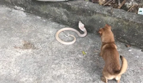 Cachorrinho “brigão” encara cobra venenosa; Veja o vídeo.
