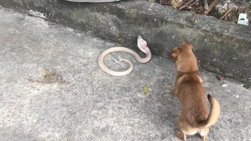 Veja vídeo do cachorro latindo para cobra venenosa