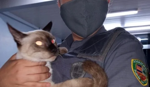 VEJA VÍDEO! Homens que tentaram matar gato doméstico, no bairro Flores, são detidos pela Polícia Militar