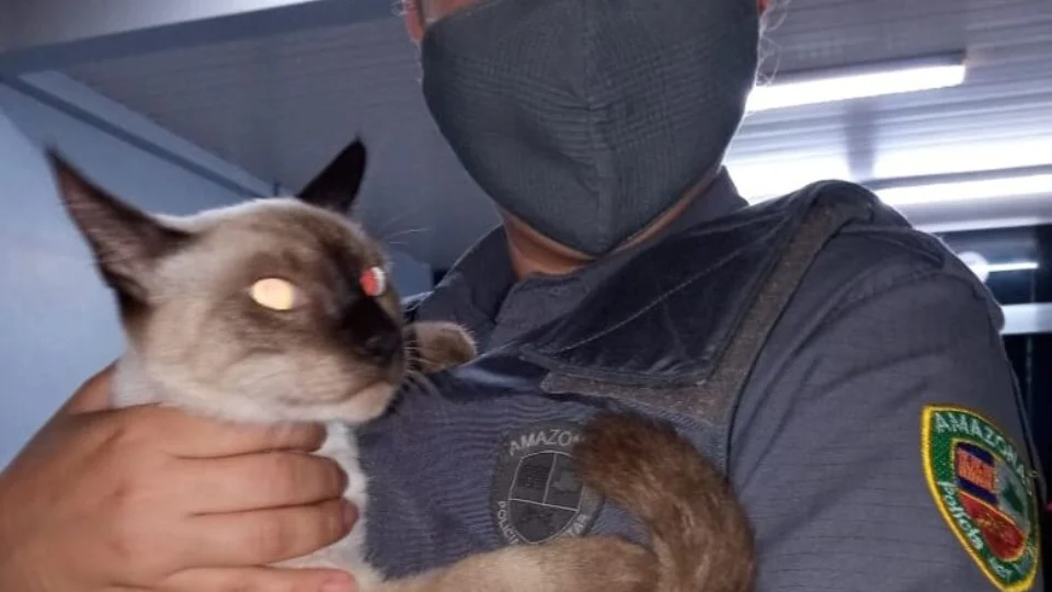 VEJA VÍDEO! Homens que tentaram matar gato doméstico, no bairro Flores, são detidos pela Polícia Militar