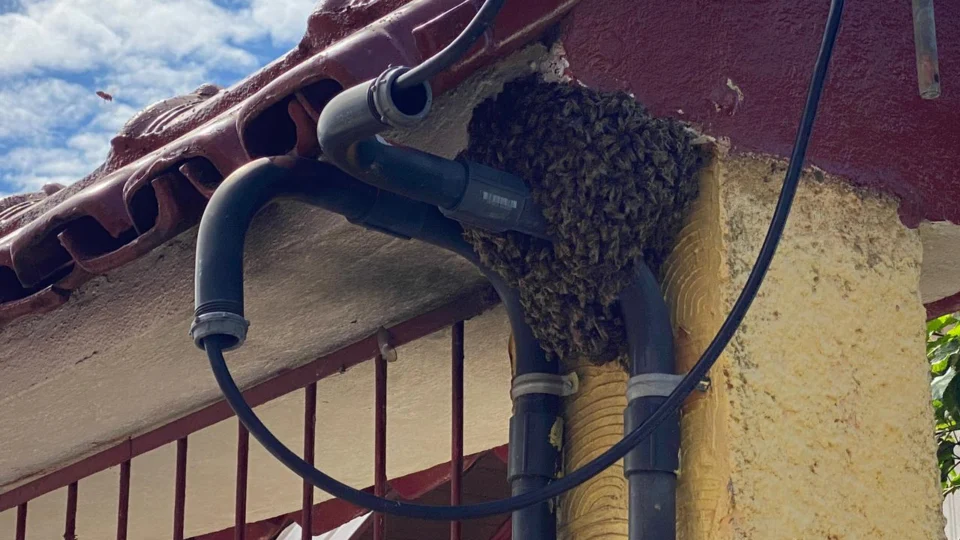 Perigo: Após ataque de abelhas, moradores relatam rotina de medo no bairro Morro da Liberdade; Veja detalhes