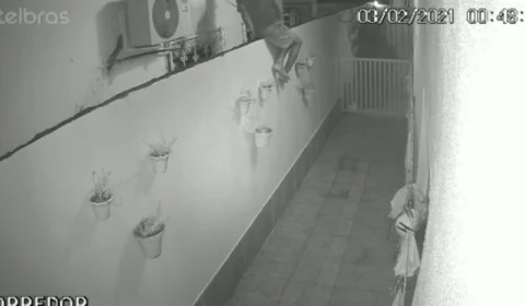 Veja vídeo: “Zeca Urubu” é preso após cometer furtos em Manaus