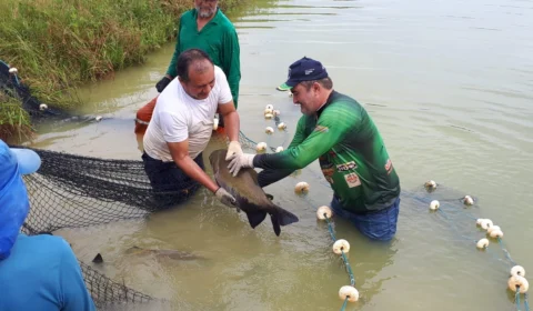 Sepror lança podcasts de cursos para produtores rurais
