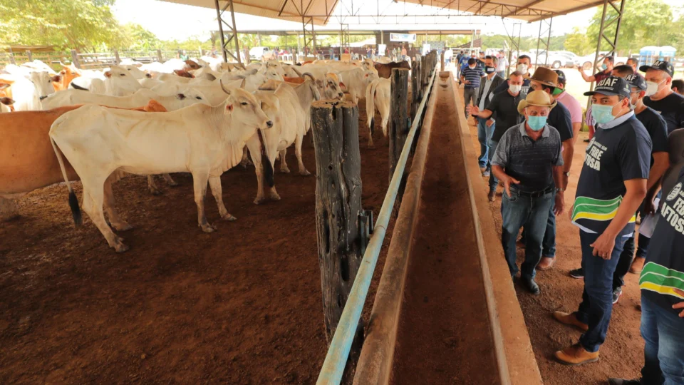 Wilson Lima inicia Campanha Amazonas sem Febre Aftosa, nesta segunda (15)