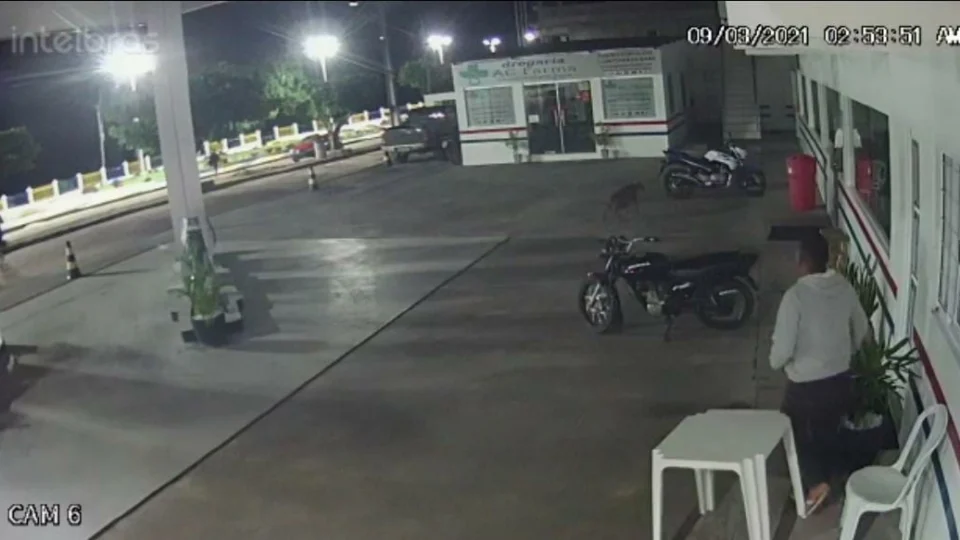 VEJA VÍDEO – Veado morre após bater em vidro de posto de combustíveis