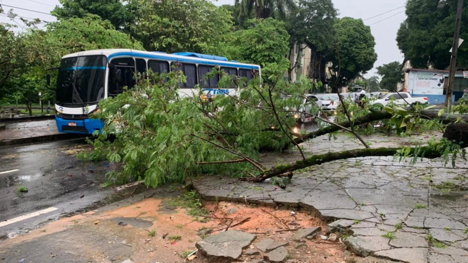 Forte chuva causa queda de árvore, prejuízos e trânsito na manhã de quinta-feira (18) em Manaus
