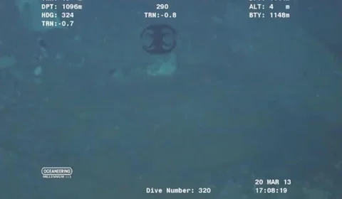 Veja vídeo: Criatura marinha se  despedaça e chama a atenção dos internautas