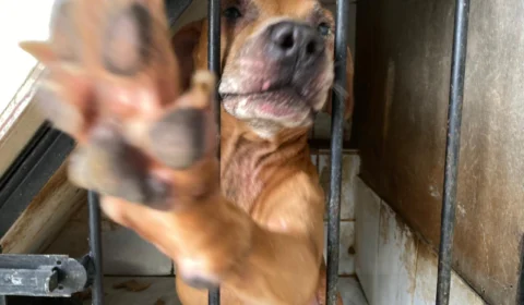 VEJA VÍDEO;Duas pessoas são presas e 5 cães resgatados em grave estado de saúde após operação contra maus-tratos de animais