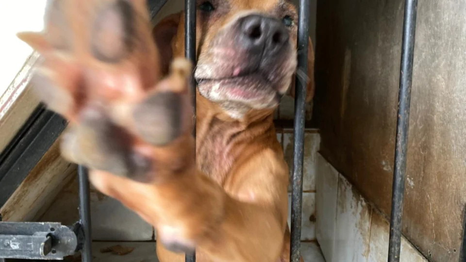 VEJA VÍDEO;Duas pessoas são presas e 5 cães resgatados em grave estado de saúde após operação contra maus-tratos de animais