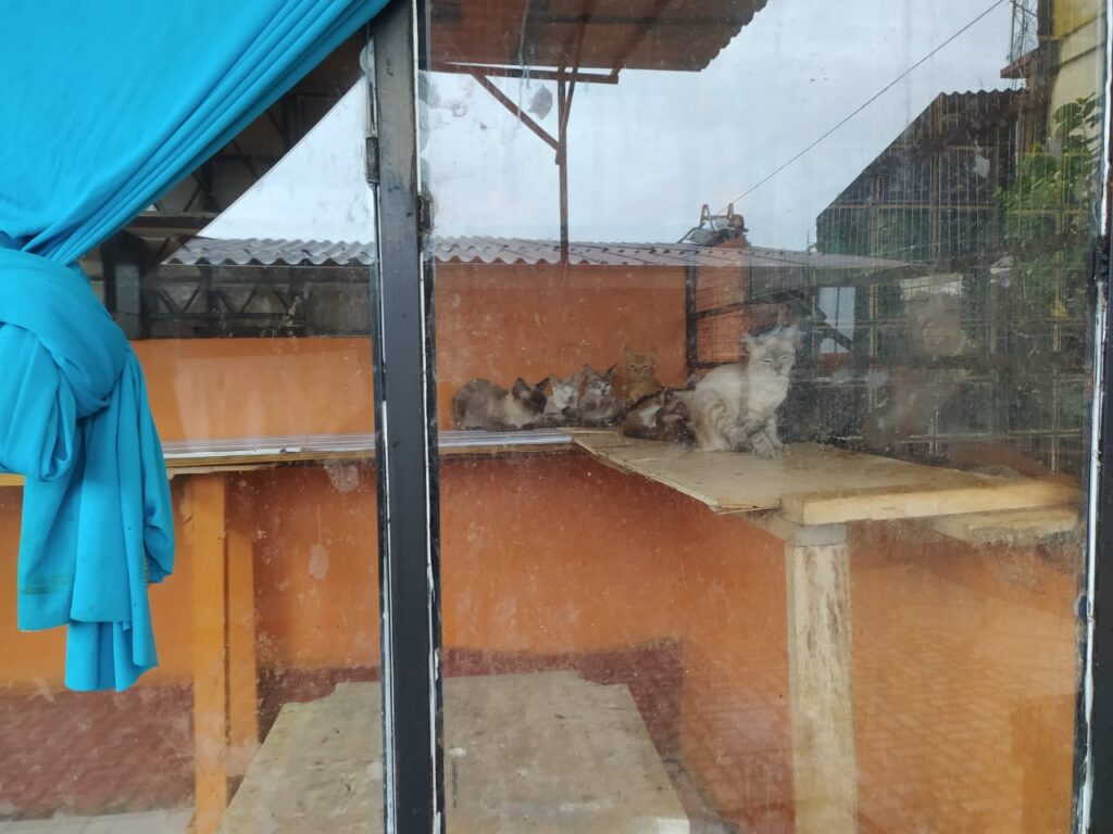 Após cuidadora de gatos morrer de Covid-19, vizinhos buscam novos donos para 20 animais, em Manaus.