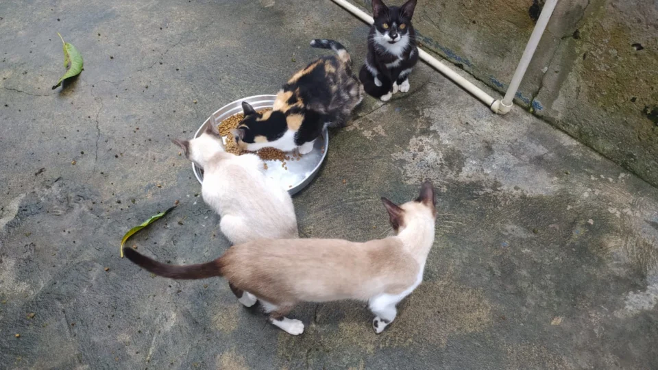 Após cuidadora de gatos morrer de Covid-19, vizinhos buscam novos donos para 20 animais, em Manaus