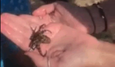 Em vídeo, turista segura polvo sem saber que é um dos mais venenosos do mundo