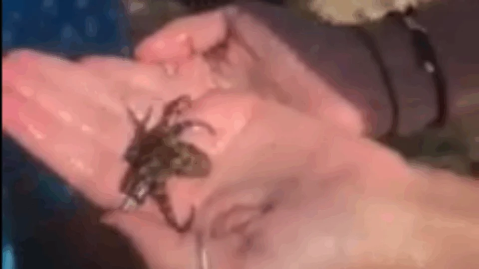 Em vídeo, turista segura polvo sem saber que é um dos mais venenosos do mundo